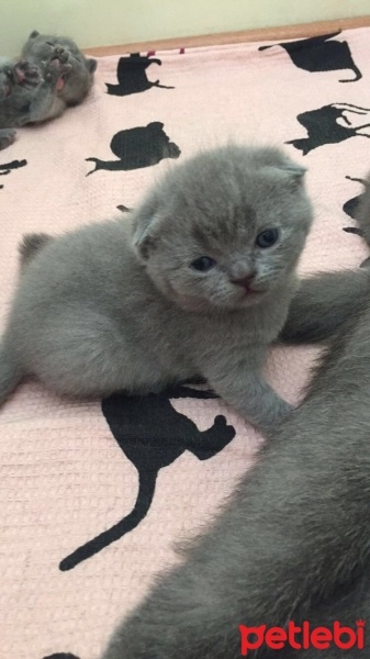 Scottish Fold, Kedi  Pört fotoğrafı