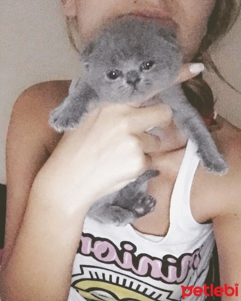 Scottish Fold, Kedi  Pört fotoğrafı