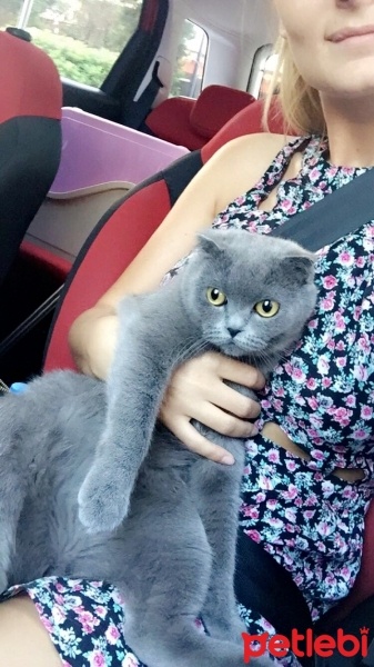 Scottish Fold, Kedi  Pört fotoğrafı