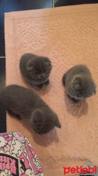 Scottish Fold, Kedi  Pört fotoğrafı