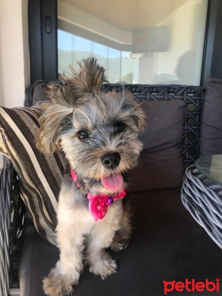 Yorkshire Terrier, Köpek  Cookie fotoğrafı