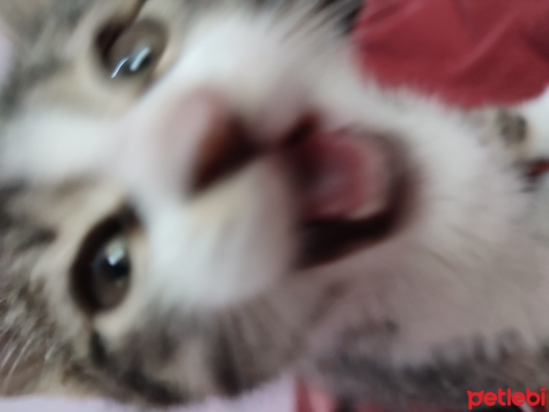 Tekir Kedi, Kedi  Boncuk fotoğrafı
