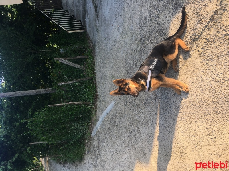 Alman Çoban Köpeği, Köpek  Reina fotoğrafı