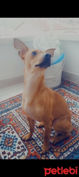 Chihuahua, Köpek  Umut fotoğrafı