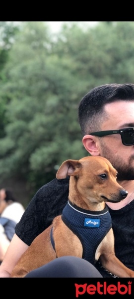 Chihuahua, Köpek  Umut fotoğrafı