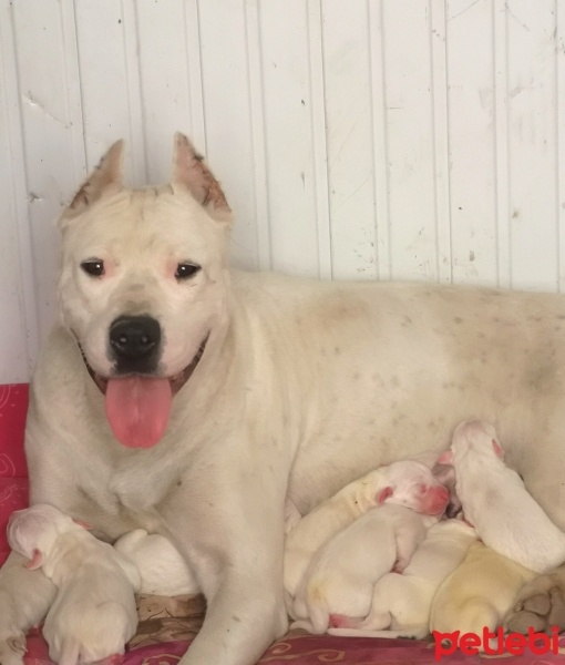 Dogo Arjantin, Köpek  Adını siz koymak istermisiniz fotoğrafı