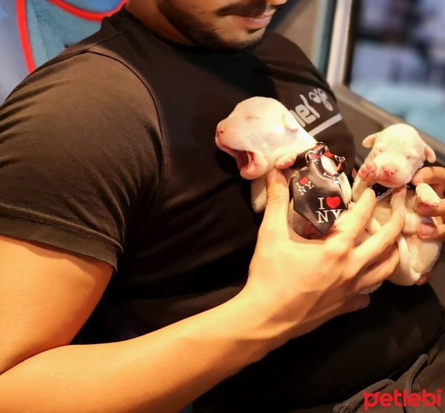 Dogo Arjantin, Köpek  Adını siz koymak istermisiniz fotoğrafı