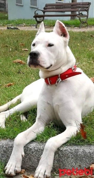 Dogo Arjantin, Köpek  Adını siz koymak istermisiniz fotoğrafı