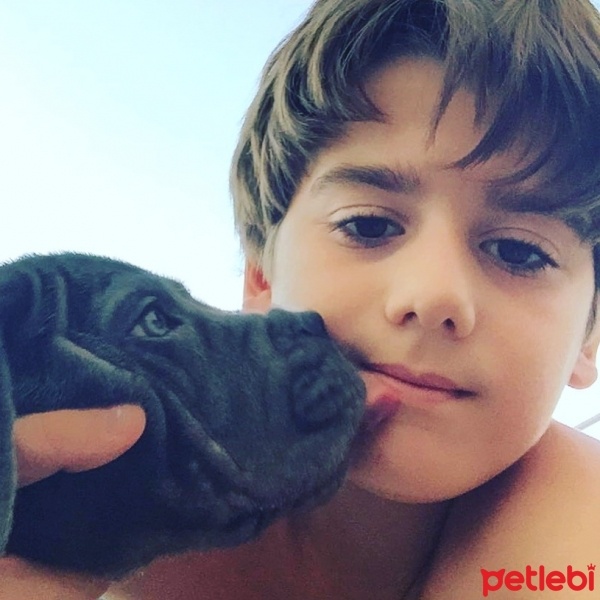 Cane Corso Italiano, Köpek  Raşa fotoğrafı