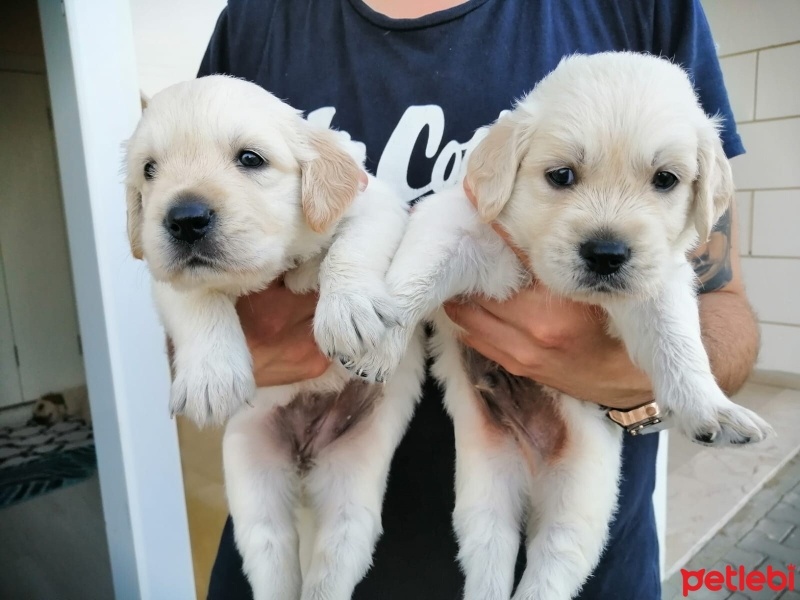 Golden Retriever, Köpek  Golden retriever fotoğrafı