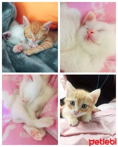 Ankara Kedisi, Kedi  Mira ile Bulut fotoğrafı