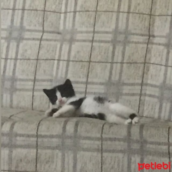 Tuxedo (Smokin) Kedi, Kedi  Dobby fotoğrafı