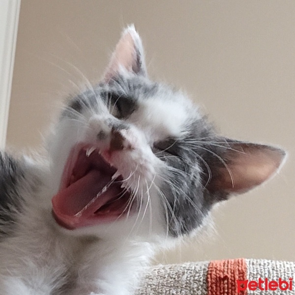 Tekir Kedi, Kedi  Simba fotoğrafı