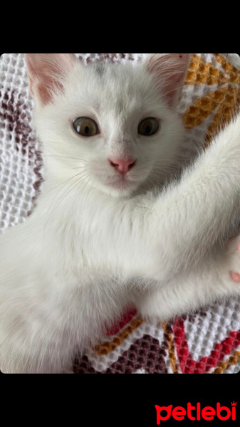Ankara Kedisi, Kedi  Karamel fotoğrafı