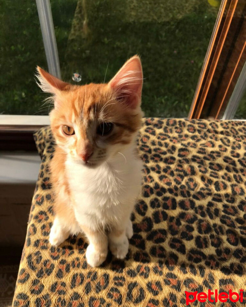 Sarman, Kedi  rambo sultan fotoğrafı