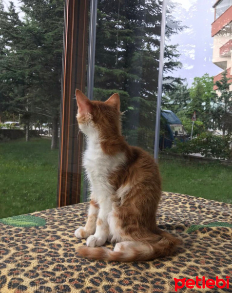 Sarman, Kedi  rambo sultan fotoğrafı
