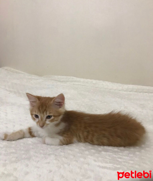 Sarman, Kedi  rambo sultan fotoğrafı