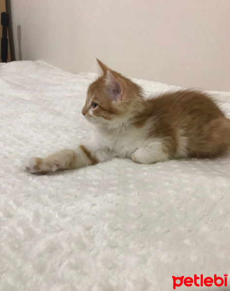 Sarman, Kedi  rambo sultan fotoğrafı