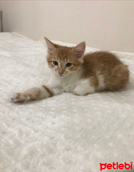 Sarman, Kedi  rambo sultan fotoğrafı