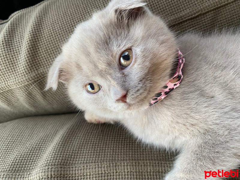 Scottish Fold, Kedi  GUMBELL fotoğrafı