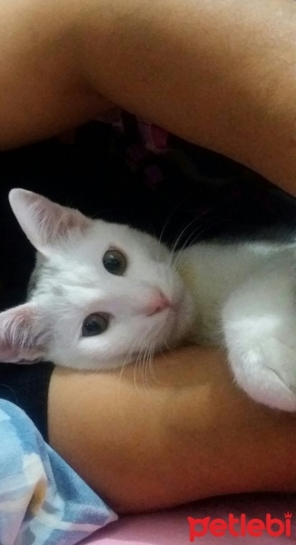 İran Kedisi (Persian), Kedi  Pamuk fotoğrafı