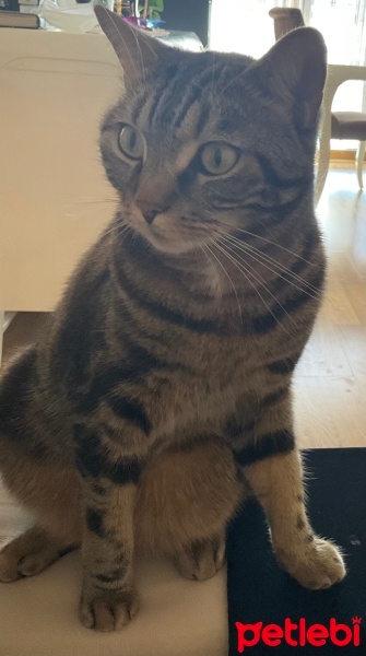 Tekir Kedi, Kedi  Köpük fotoğrafı