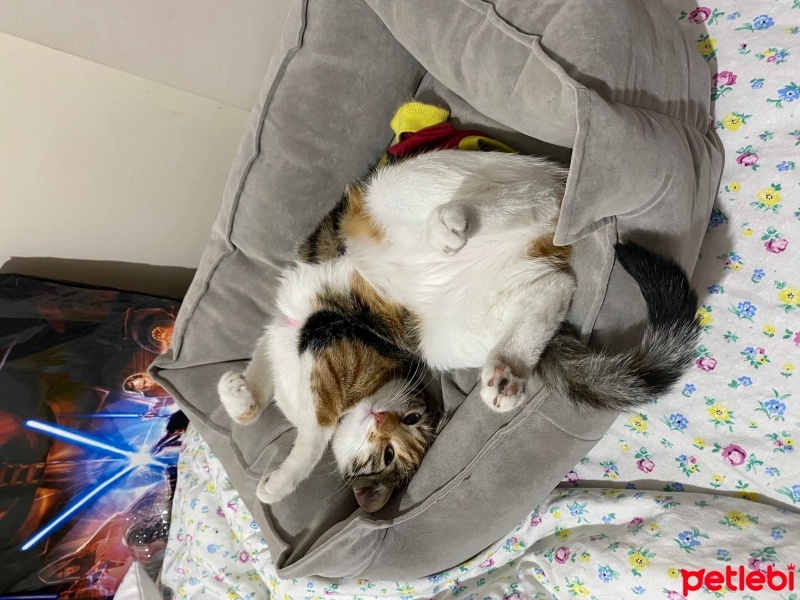 Tekir Kedi, Kedi  Reçel fotoğrafı