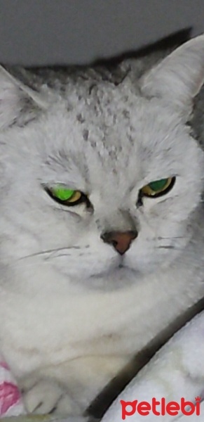 Scottish Fold, Kedi  Didar fotoğrafı