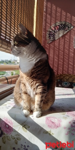 Tekir Kedi, Kedi  Minnoş fotoğrafı