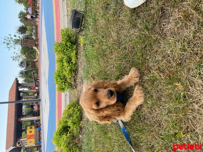 İngiliz Cocker Spaniel, Köpek  Tarçın fotoğrafı