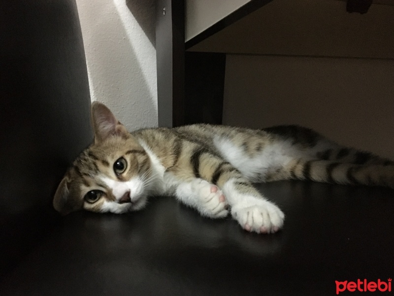 Tekir Kedi, Kedi  Latte fotoğrafı