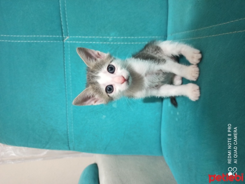 Tekir Kedi, Kedi  Mia fotoğrafı