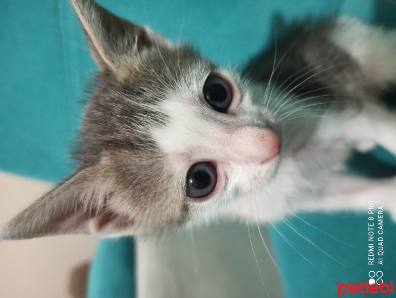 Tekir Kedi, Kedi  Mia fotoğrafı