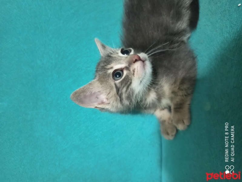 Tekir Kedi, Kedi  Duman fotoğrafı