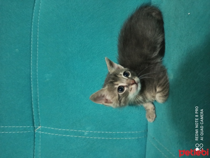 Tekir Kedi, Kedi  Duman fotoğrafı