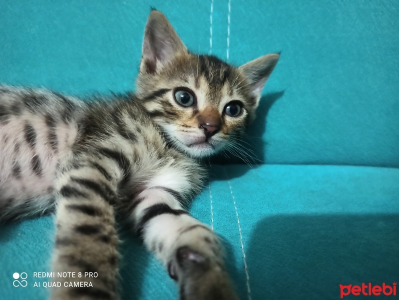 Tekir Kedi, Kedi  Dark fotoğrafı