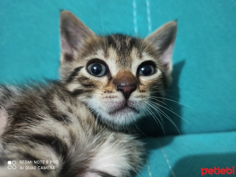 Tekir Kedi, Kedi  Dark fotoğrafı