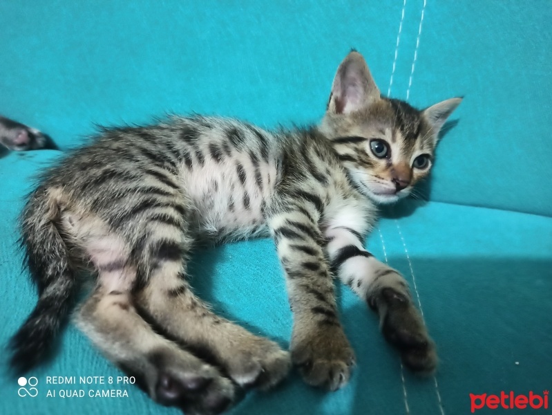Tekir Kedi, Kedi  Dark fotoğrafı