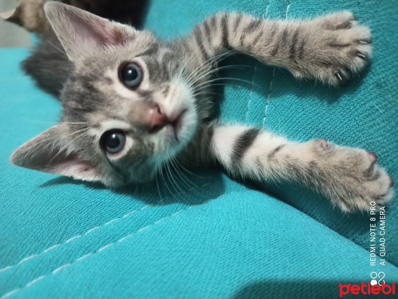 Tekir Kedi, Kedi  Bulut fotoğrafı