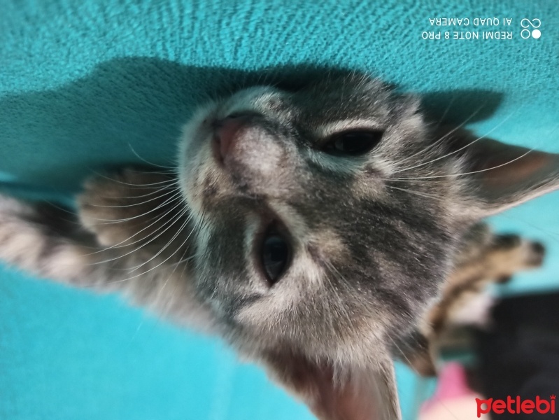 Tekir Kedi, Kedi  Bulut fotoğrafı