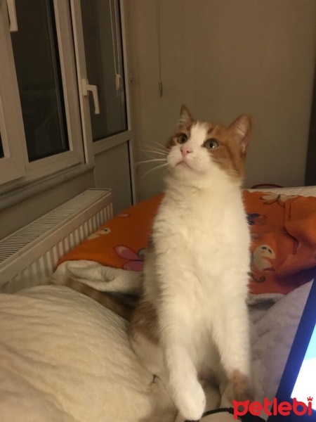 Sarman, Kedi  nazlı fotoğrafı