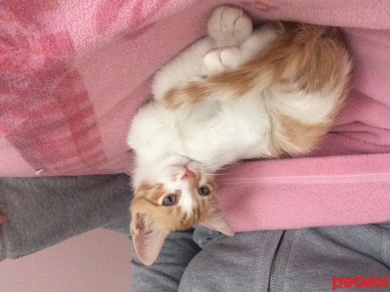 Tekir Kedi, Kedi  Barney fotoğrafı