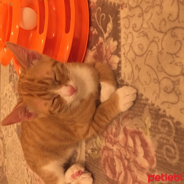 Tekir Kedi, Kedi  Naci fotoğrafı