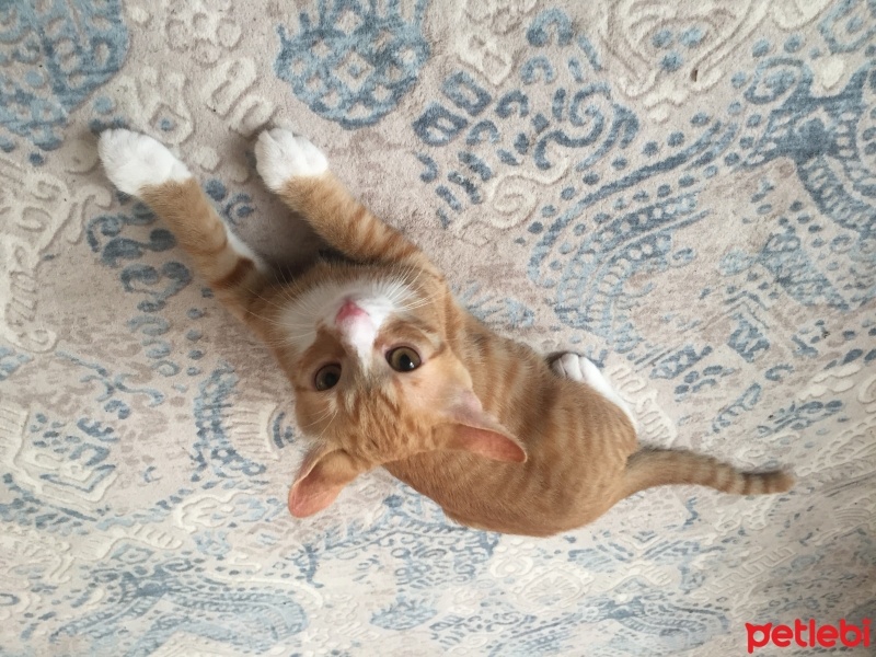 Tekir Kedi, Kedi  Naci fotoğrafı