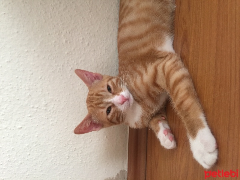 Tekir Kedi, Kedi  Naci fotoğrafı