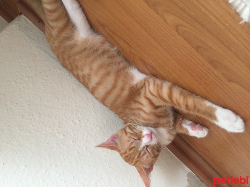 Tekir Kedi, Kedi  Naci fotoğrafı