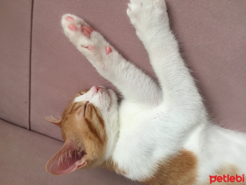 Tekir Kedi, Kedi  Tarçın fotoğrafı