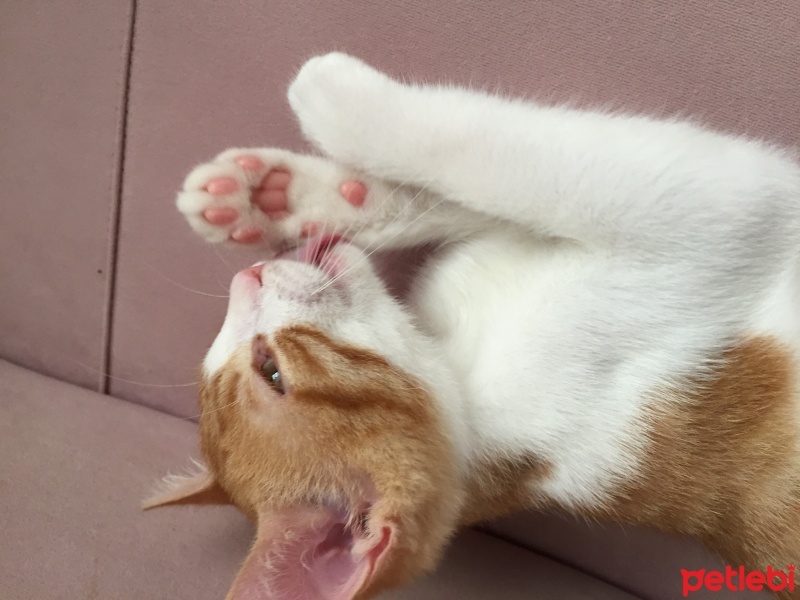 Tekir Kedi, Kedi  Tarçın fotoğrafı