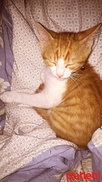 Tekir Kedi, Kedi  Tarçın fotoğrafı