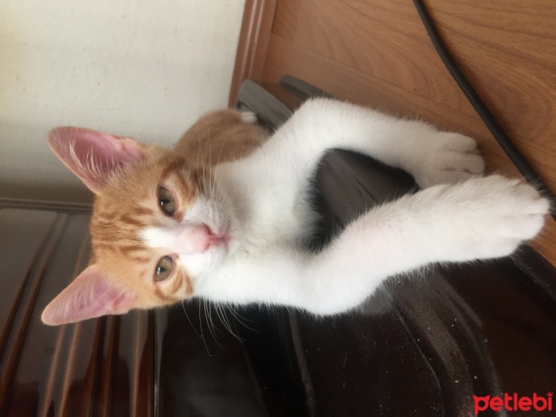 Tekir Kedi, Kedi  Tarçın fotoğrafı